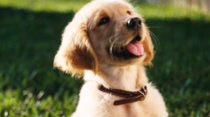 Foto: Reprodução/Freepik