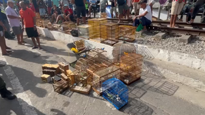 Animais apreendidos foram encaminhados ao Ibama - Foto: Reprodução