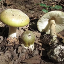 Reprodução/Wikimedia Commons