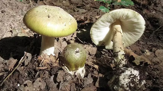 Reprodução/Wikimedia Commons