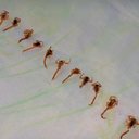 Família encontra mais de 50 escorpiões em casa no interior de SP - Reprodução / Instagram