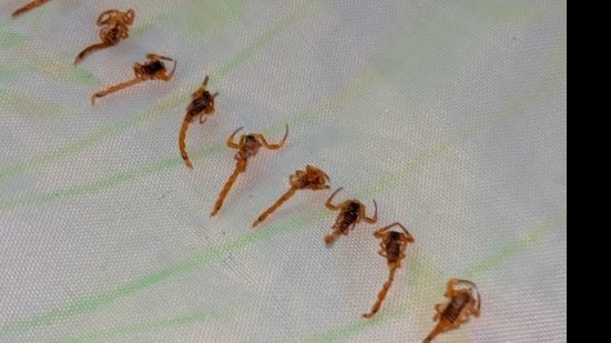 Família encontra mais de 50 escorpiões em casa no interior de SP - Reprodução / Instagram