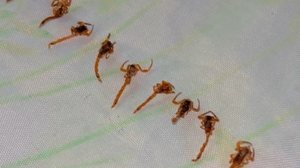 Família encontra mais de 50 escorpiões em casa no interior de SP - Reprodução / Instagram