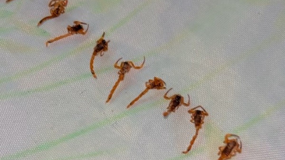 Família encontra mais de 50 escorpiões em casa no interior de SP