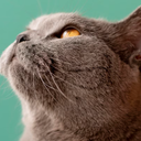 Foto: Reprodução/Freepik