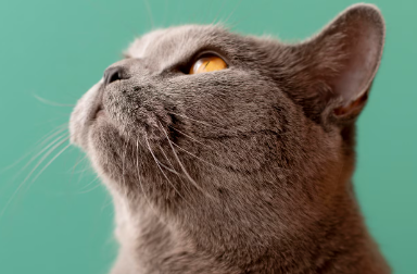 Foto: Reprodução/Freepik