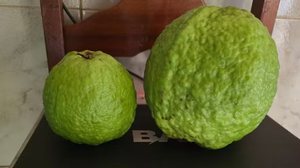 Foto: Reprodução/Arquivo Pessoal