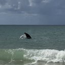 Golfinho é flagrado dando um "show" na Praia do Francês, em Marechal Deodoro - Diego Pinheiro/Redes Sociais