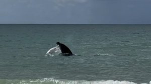 Golfinho é flagrado dando um "show" na Praia do Francês, em Marechal Deodoro - Diego Pinheiro/Redes Sociais