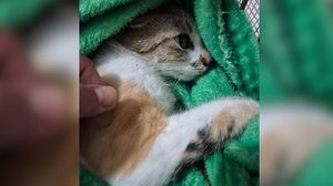 Foto: Reprodução/PC-PR