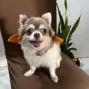 Imagem Vai levar seu cão para curtir o Carnaval? Como protegê-lo?