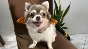 Imagem Vai levar seu cão para curtir o Carnaval? Como protegê-lo?