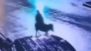 Foto: Reprodução/X