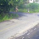 Momento em que mãe coloca bebê em área de mata na Grande BH - Circuito de segurança