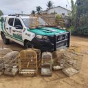 Foram apreendidos 62 pássaros silvestres mantidos irregularmente em cativeiro - Ascom PMAL