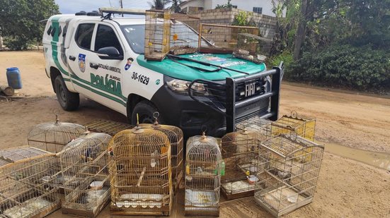 Foram apreendidos 62 pássaros silvestres mantidos irregularmente em cativeiro - Ascom PMAL