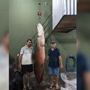 Imagem Pescadores pescam pirarucu de 135 kg de cerca de 2,5 metros em SP
