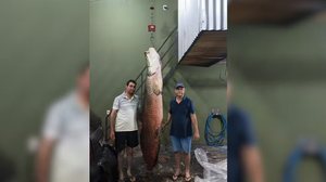 Imagem Pescadores pescam pirarucu de 135 kg de cerca de 2,5 metros em SP