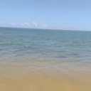 Banhista filma grupo de 5 peixes-boi em Jequiá da Praia - Divulgação / Biota