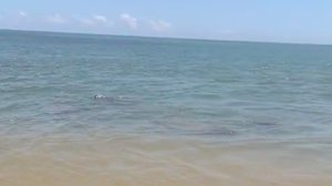 Banhista filma grupo de 5 peixes-boi em Jequiá da Praia - Divulgação / Biota