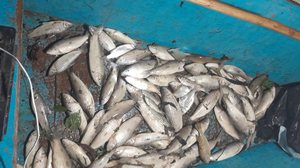 Imagem MPF também apura mortandade de peixes em laguna de Jequiá da Praia