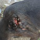 Foto: Divulgação/PC-AL