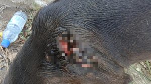 Foto: Divulgação/PC-AL