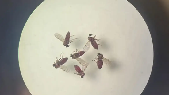 Estudo acompanhou pessoas com doença febril aguda - Foto: Bruna Lais Sena do Nascimento/Laboratório de Entomologia Médica/SEARB/IEC