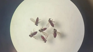 Estudo acompanhou pessoas com doença febril aguda - Foto: Bruna Lais Sena do Nascimento/Laboratório de Entomologia Médica/SEARB/IEC