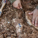 Especialistas acreditam que as pegadas foram deixadas por manadas de herbívoros de pescoço comprido - Foto: Arquivo/UOL