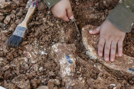 Especialistas acreditam que as pegadas foram deixadas por manadas de herbívoros de pescoço comprido - Foto: Arquivo/UOL