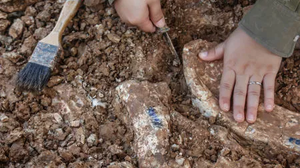 Especialistas acreditam que as pegadas foram deixadas por manadas de herbívoros de pescoço comprido - Foto: Arquivo/UOL