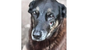 © Polícia Civil de Santa Catarina