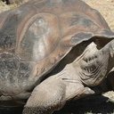 Imagem Tartarugas gigantes são reintroduzidas na ilha de Galápagos após um século