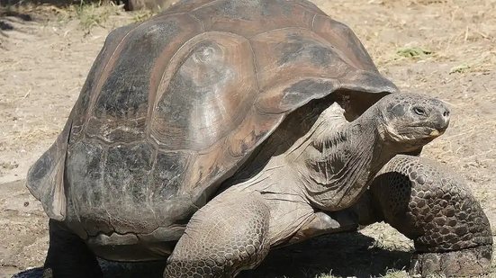 Imagem Tartarugas gigantes são reintroduzidas na ilha de Galápagos após um século