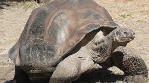 Imagem Tartarugas gigantes são reintroduzidas na ilha de Galápagos após um século