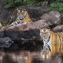 Imagem População de tigres dobra em 10 anos na Índia; entenda