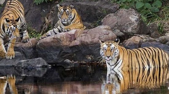 Imagem População de tigres dobra em 10 anos na Índia; entenda