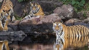 Imagem População de tigres dobra em 10 anos na Índia; entenda