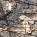 Vestígios encontrados ao redor da ossada podem levar à localização da família - Ascom Polícia Científica