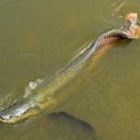 O pirarucu é um dos maiores peixes de água doce do mundo e pode chegar a 200 kg. - Foto: manimiranda / iNaturalist