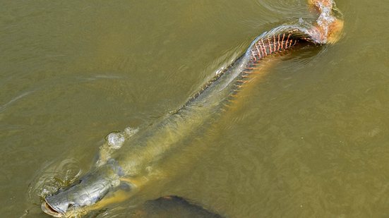 O pirarucu é um dos maiores peixes de água doce do mundo e pode chegar a 200 kg. - Foto: manimiranda / iNaturalist
