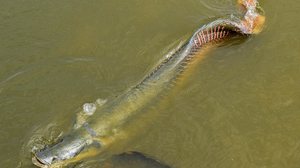 O pirarucu é um dos maiores peixes de água doce do mundo e pode chegar a 200 kg. - Foto: manimiranda / iNaturalist