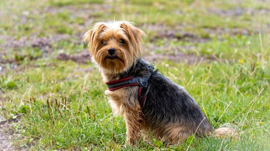 Reprodução/Freepik