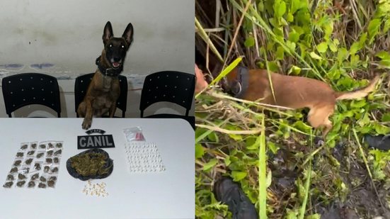 Cadela farejadora ajuda polícia a localizar drogas escondidas em Arapiraca - Foto: Reprodução