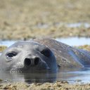 A presença do animal exige atenção redobrada da população - Foto: Reprodução