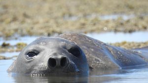 A presença do animal exige atenção redobrada da população - Imagem registrada quando o animal ainda estava em Ipioca. Foto: Biota