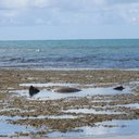 Biota divulga imagens de elefante-marinho de boa em 'mar de piscina', em Ipioca - Divulgação / Biota