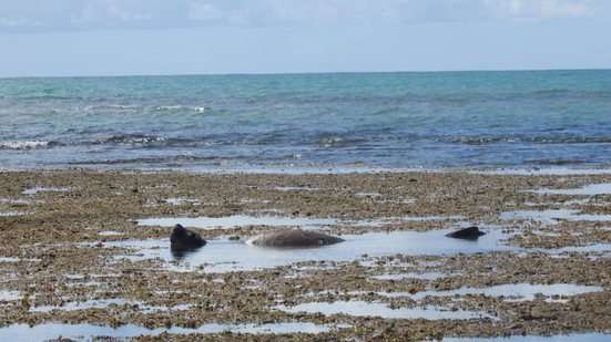 Biota divulga imagens de elefante-marinho de boa em 'mar de piscina', em Ipioca - Divulgação / Biota