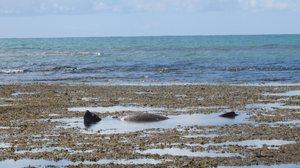 Biota divulga imagens de elefante-marinho de boa em 'mar de piscina', em Ipioca - Divulgação / Biota